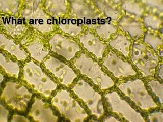 What are chloroplasts?