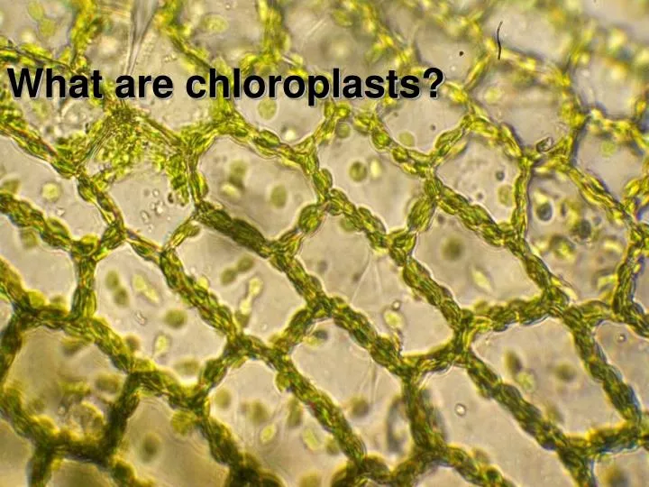 what are chloroplasts