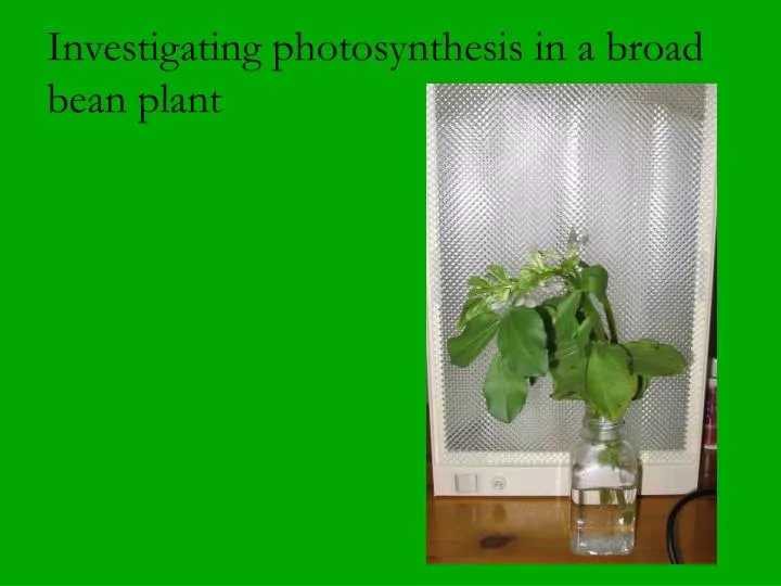 investigating photosynthesis in a broad bean plant