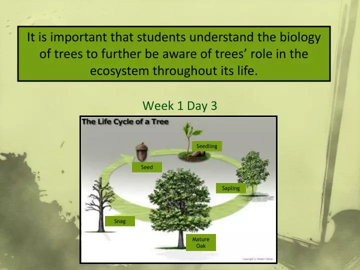 lifecycle of trees