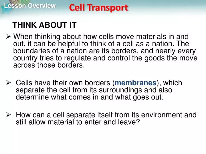 How cells control their borders