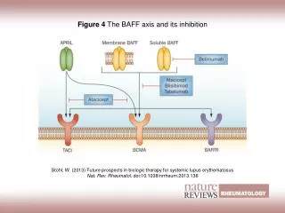 Figure 4 The BAFF axis and its inhibition