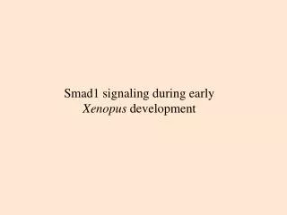 Smad1 signaling during early Xenopus development