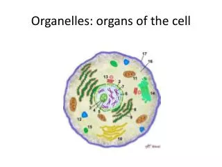 Organelles: organs of the cell