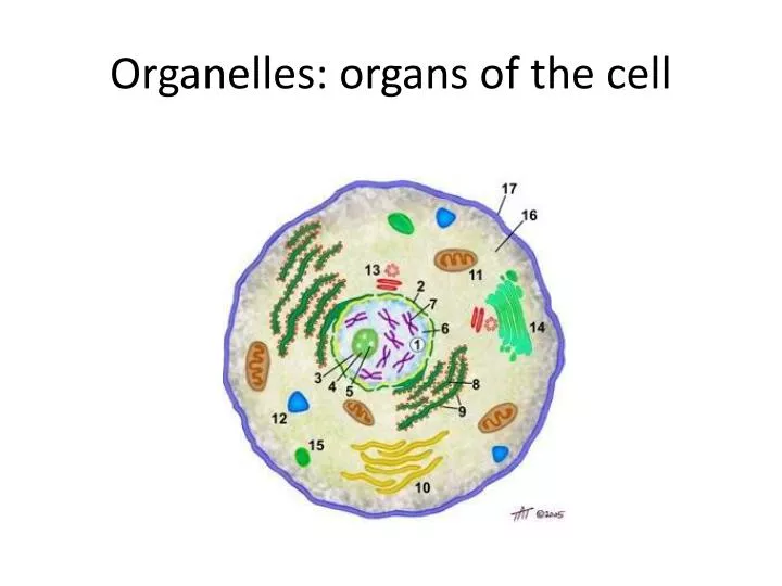 organelles organs of the cell
