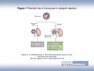 Figure 1 Potential role of monocytes in allograft rejection