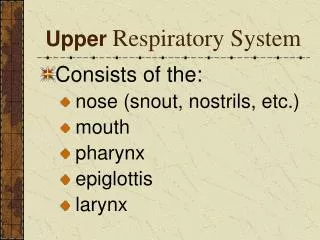 Upper Respiratory System
