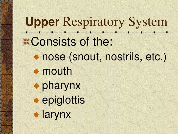 upper respiratory system