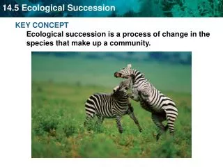 KEY CONCEPT Ecological succession is a process of change in the species that make up a community.