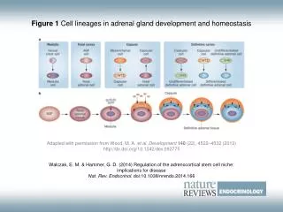 Figure 1 Cell lineages in adrenal gland development and homeostasis