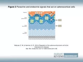 Figure 3 Paracrine and endocrine signals that act on adrenocortical cells