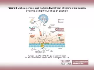 Furness, J. B. et al. (2013) The gut as a sensory organ