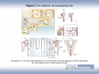 Figure 2 The nephron: an evolutionary link