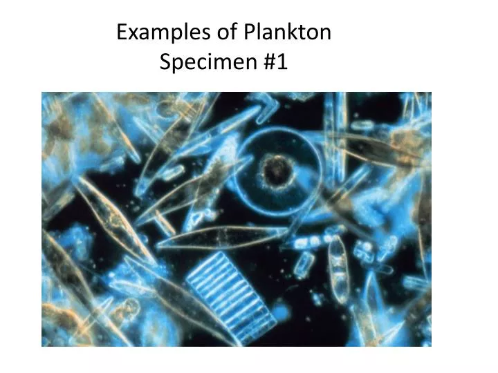 examples of plankton specimen 1