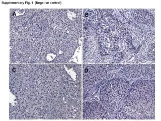 Supplementary Fig. 1 (Negative control)