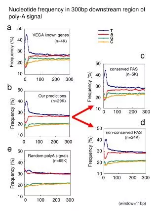 Nucleotide frequency in 300bp downstream region of poly-A signal