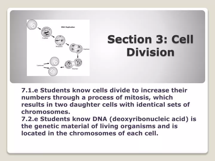 section 3 cell division