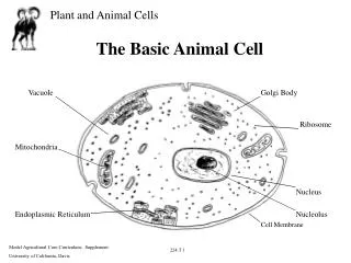 The Basic Animal Cell