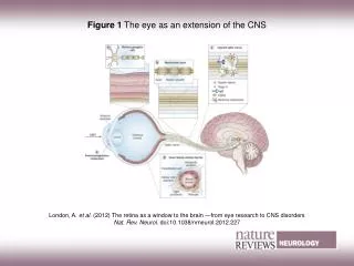 Figure 1 The eye as an extension of the CNS