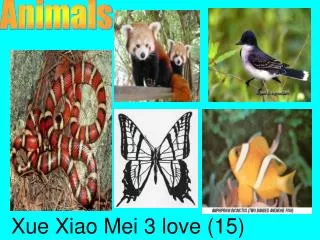 Xue Xiao Mei 3 love (15)