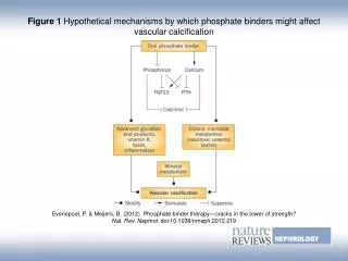 Figure 1 Hypothetical mechanisms by which phosphate binders might affect vascular calcification