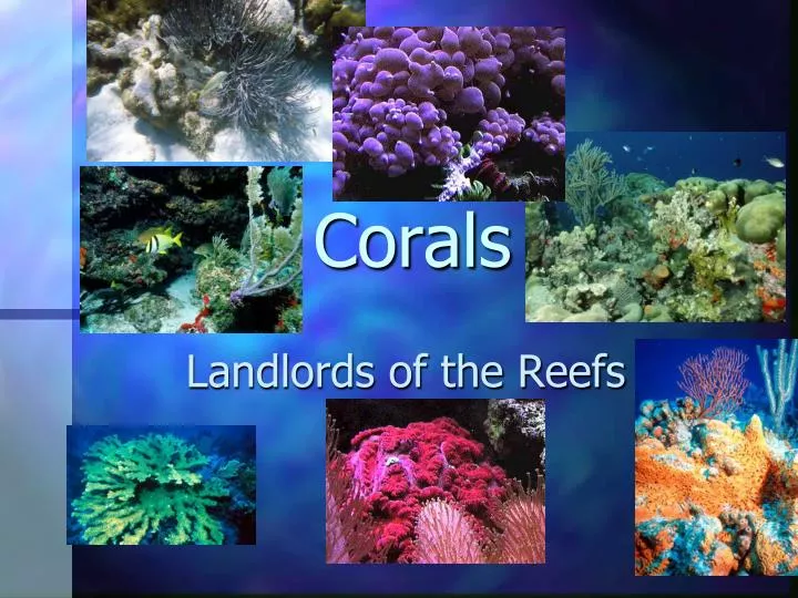 corals