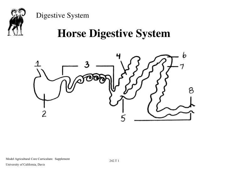 horse digestive system