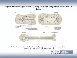 Figure 1 Cellular organization depicting structures and proteins involved in cell division