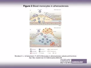 Figure 2 Blood monocytes in atherosclerosis