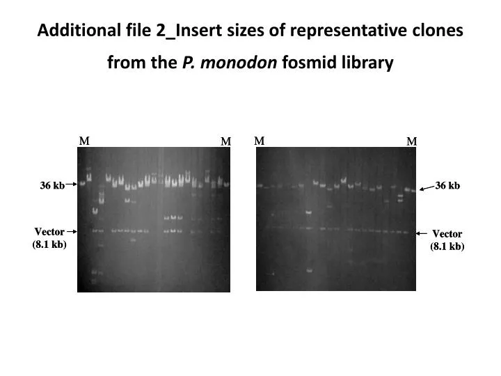 additional file 2 insert sizes of representative clones from the p monodon fosmid library