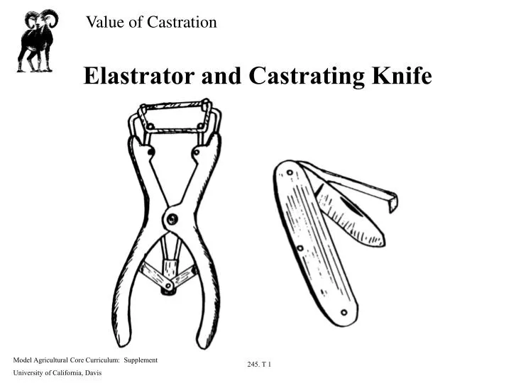 elastrator and castrating knife