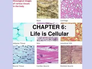 CHAPTER 6: Life is Cellular