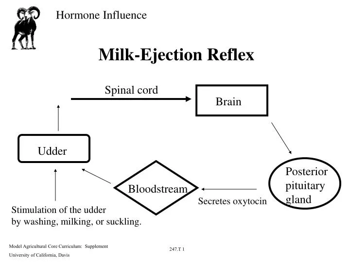 milk ejection reflex