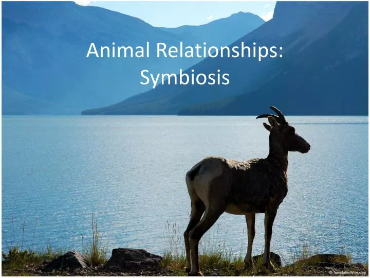 animal relationships symbiosis