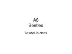 A6 Beetles - slide 1