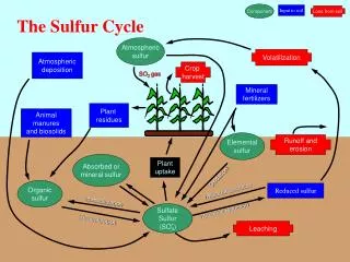 The Sulfur Cycle