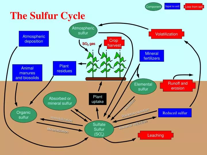 the sulfur cycle