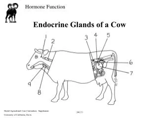 Endocrine Glands of a Cow