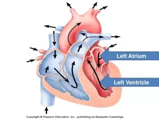 Left Atrium