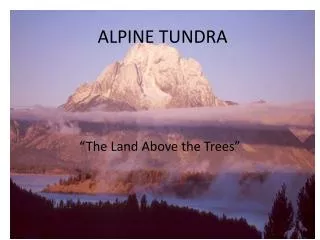 ALPINE TUNDRA