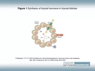 Figure 1 Synthesis of thyroid hormone in thyroid follicles