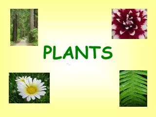 PLANTS