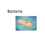 Bacteria - slide 1