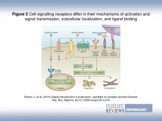 Reiser, J. et al. (2014) Signal transduction in podocytes—spotlight on receptor tyrosine kinases
