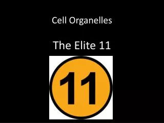 Cell Organelles