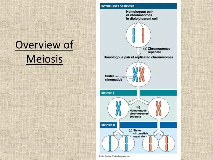 overview of meiosis