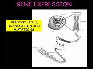 gene expression