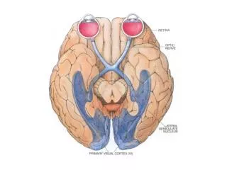 Ganglion cell receptive fields