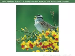 Chapter 2 Opener: Studies of bird song have relied heavily on male white-crowned sparrows