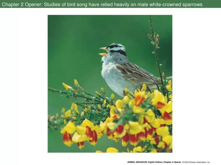 chapter 2 opener studies of bird song have relied heavily on male white crowned sparrows